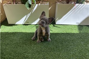 Holiday - French Bulldog for sale