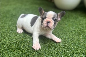 Ashton - French Bulldog for sale