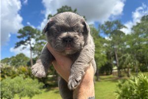 Holiday - French Bulldog for sale