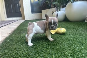 Andrew - French Bulldog for sale