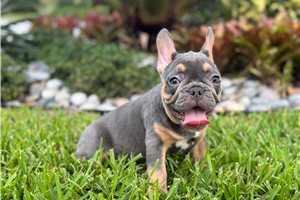 Alara - French Bulldog for sale