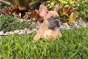 Abner - French Bulldog for sale