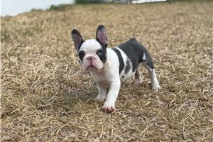 Storm - puppy for sale