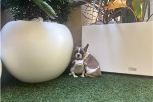 Alexander - puppy for sale