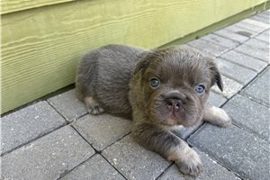 Hero - French Bulldog for sale
