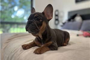 Alara - French Bulldog for sale