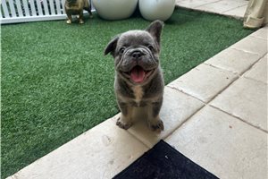 Hero - French Bulldog for sale