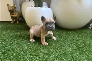 Abner - puppy for sale