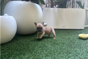 Polly - French Bulldog for sale