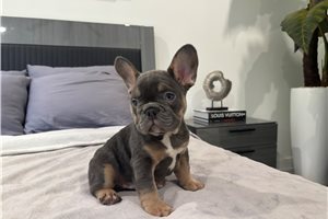 August - puppy for sale