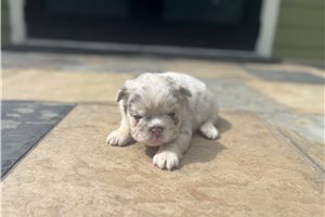 Holly - French Bulldog for sale