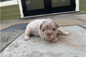 Hope - puppy for sale