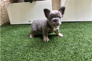 Hero - puppy for sale