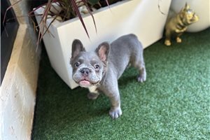 Holiday - French Bulldog for sale