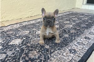 Abner - puppy for sale