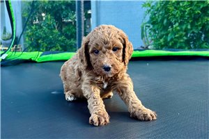 Case - Double Doodle for sale