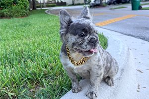 Alma - French Bulldog for sale