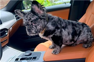 Anson - French Bulldog for sale