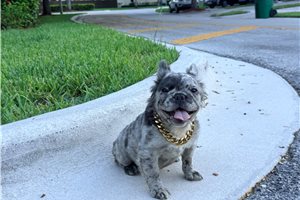 Alma - puppy for sale