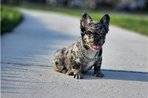 Anson - French Bulldog for sale