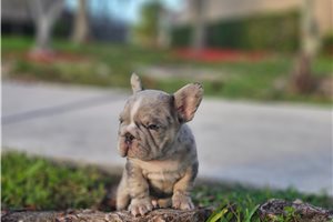 Apache - French Bulldog for sale