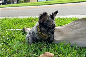 Anson - French Bulldog for sale