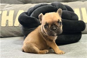 Amina - French Bulldog for sale