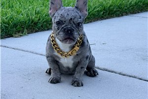 Alyssa - puppy for sale