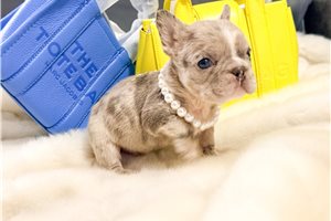 Apache - puppy for sale