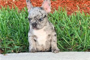 Alyssa - French Bulldog for sale