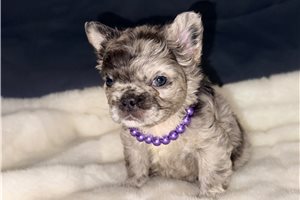 Alma - puppy for sale