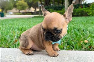 Amina - French Bulldog for sale
