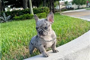 Alyssa - French Bulldog for sale