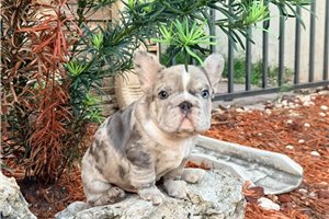 Apache - French Bulldog for sale