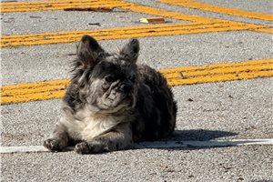 Alma - French Bulldog for sale