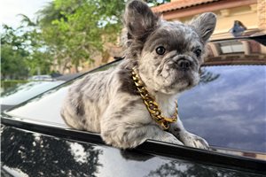 Alma - French Bulldog for sale