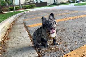Anson - French Bulldog for sale