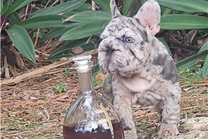 Loopsie - French Bulldog for sale