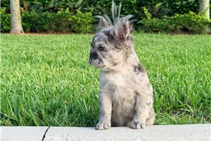 Alma - French Bulldog for sale