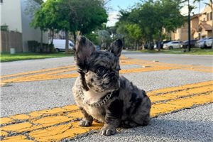 Anson - French Bulldog for sale