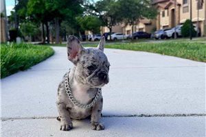 Alyssa - French Bulldog for sale