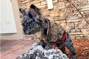 Anson - French Bulldog for sale