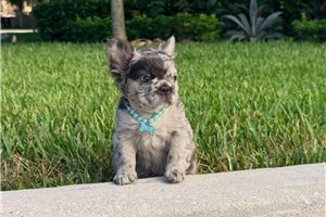 Alma - French Bulldog for sale