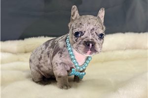 Alyssa - puppy for sale