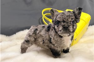 Anson - French Bulldog for sale