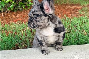 Anson - French Bulldog for sale