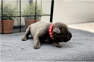 Kyro - puppy for sale