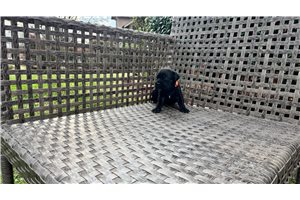 Kyler - Cane Corso Mastiff for sale