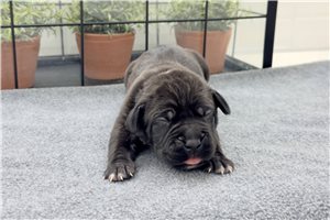 Kinsley - puppy for sale