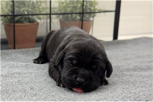 Koko - Cane Corso Mastiff for sale